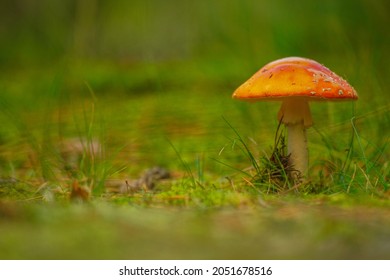 Mushroom Wood  Macro Kaliningrad Autumn