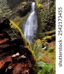 Mushroom-covered log with waterfall in Packwood, Washington