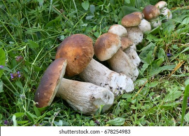 Mushrooming in the forest