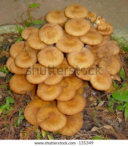 Mushrooms