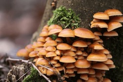 Mushrooms Against A Tree In Autumn