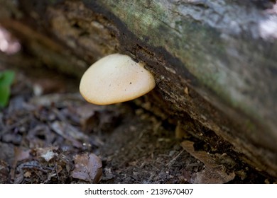 Mushrooms Along The Side Of A Hiking Train In An Ontario Provincial Park.