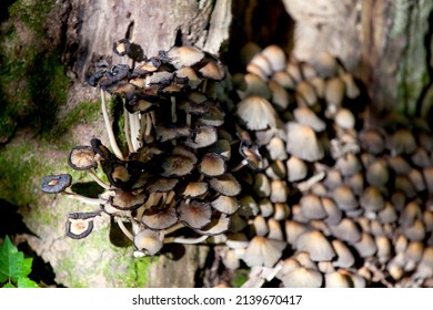 Mushrooms Along The Side Of A Hiking Train In An Ontario Provincial Park.