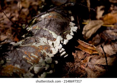 Mushrooms Along The Side Of A Hiking Train In An Ontario Provincial Park.