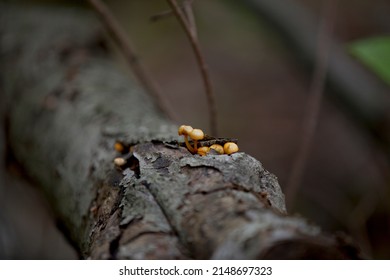 Mushrooms Along The Side Of A Hiking Train In An Ontario Provincial Park.