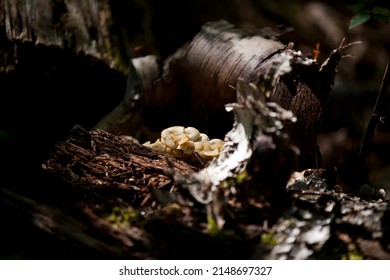 Mushrooms Along The Side Of A Hiking Train In An Ontario Provincial Park.