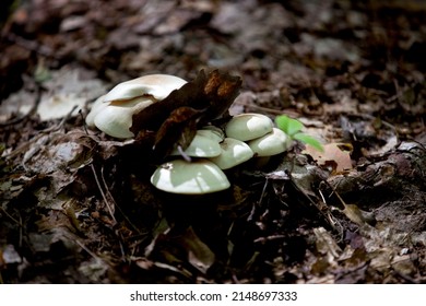 Mushrooms Along The Side Of A Hiking Train In An Ontario Provincial Park.