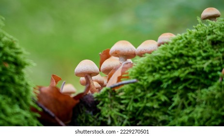 Mushrooms in the autumn forest among the moss - Shutterstock ID 2229270501