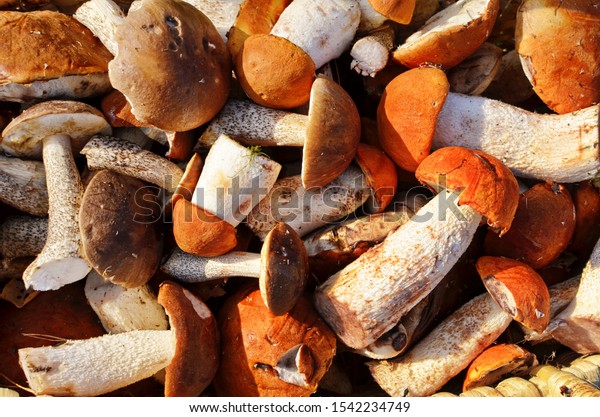 Mushrooms in autumn forest. Different\
mushrooms and Rowan in the grass. Edible fungus. Healthy and\
vegetarian food. Mushrooms\
background