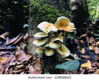 Mushrooms In The Belgrad Forest