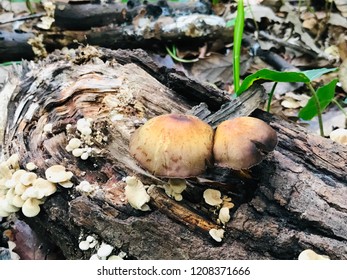 Mushrooms In The Belgrad Forest