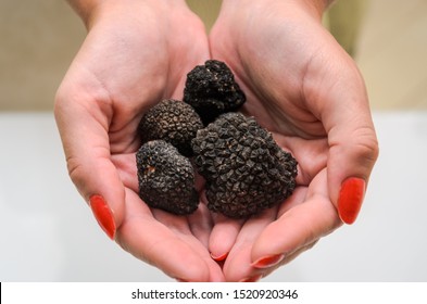 Mushrooms Black Truffles On Human Hands