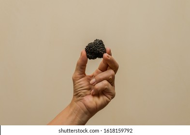 Mushrooms Black Truffles On Human Hands