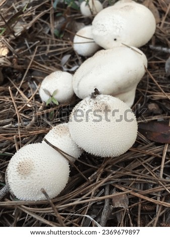 Mushrooms called in Catalonia pet de llop “wolf fart” Stock photo © 