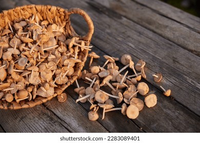 mushrooms collected for cooking in a basket - Shutterstock ID 2283089401