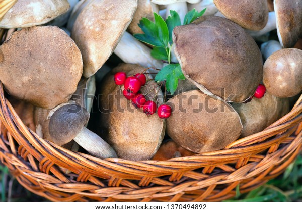 Mushrooms\
collected in a large basket, food background. Mushrooms are\
ingredients for cooking vegetarian\
dishes.
