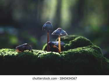 Mushrooms in deep forest (macro shot)