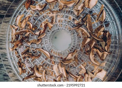 
Mushrooms Drying In Food Dehydrator - Food Preparation For Winter Storing