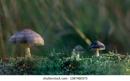 Mushrooms during the sunset in the wood