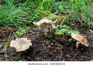 Mushrooms of Echinoderma rough (Echinoderma asperum) in the forest