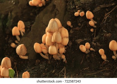 mushrooms in the forest - Shutterstock ID 722587243
