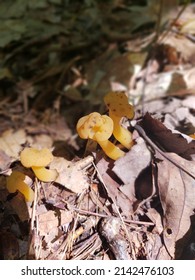 Mushrooms Found In Mohawk Valley Of New York