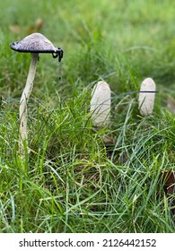 Mushrooms fungi in the park  - Shutterstock ID 2126442152