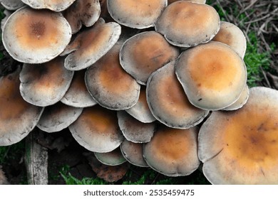 Mushrooms. Fungus. Forest at Holtingerzand Uffelte Drenthe Netherlands in Fall.Autumn.  - Powered by Shutterstock