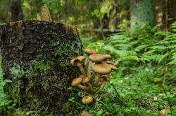 Mushrooms Grow Near A Stump. Armillaria Mellea, Known As Honey Mushroom. Close-up. High Quality Photo