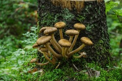 Mushrooms Grow Near A Stump. Armillaria Mellea, Known As Honey Mushroom. Close-up.