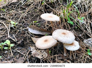 The Mushrooms Growing In The Moist Soil 