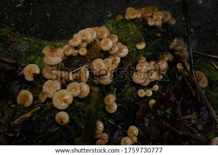Mushrooms growing in a mossy forest
