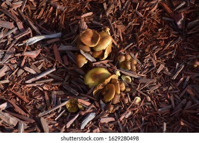 Mushrooms Growing On Red Playground Mulch