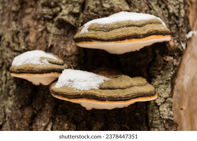 Mushrooms growing on a tree branch in winter, Ukraine - Powered by Shutterstock