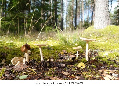 Mushrooms Growing In A Row On A Damp Forest Floor In Temperate Coniferous Forest In Estonia