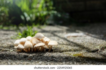 Mushrooms growing from under pavement, close up. Group of fungus or fungi with gills growing out of a crack from sidewalk or asphalt. Sign of rooting, decay or moisture bellow ground. Selective focus.