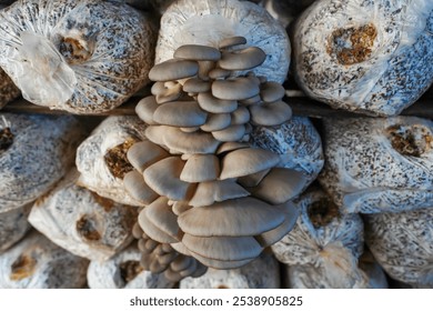 Mushrooms grown in greenhouses thrive in North China - Powered by Shutterstock