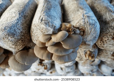 Mushrooms grown in greenhouses thrive in North China - Powered by Shutterstock