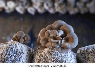 Mushrooms grown in greenhouses thrive in North China - Powered by Shutterstock