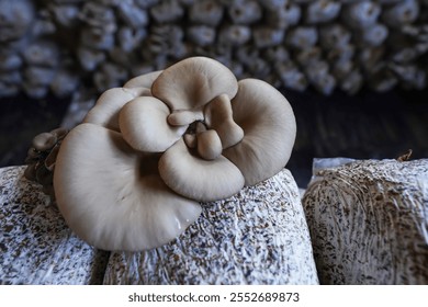 Mushrooms grown in greenhouses thrive in North China - Powered by Shutterstock