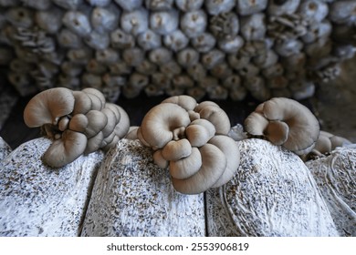 Mushrooms grown in greenhouses thrive in North China - Powered by Shutterstock