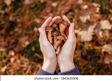 Mushrooms in hands. Picking mushrooms. Gifts of the forest. Hands and mushrooms. Leg and hat.
