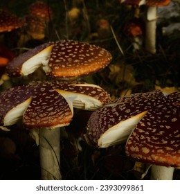 a lot of mushrooms here