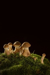 Mushrooms Of Honey Mushrooms Close -up On A Dark Background Grow In The Forest