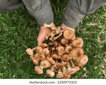 Mushrooms of honey mushrooms in men's hands on a background of green grass.