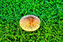 Mushrooms In The Lawn. Mushrooms That Occur Naturally After Rain On The Lawn.