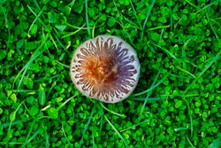 Mushrooms In The Lawn. Mushrooms That Occur Naturally After Rain On The Lawn.