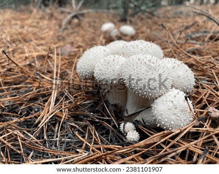 Mushrooms Lycoperdon perlatum, popularly known as the common puffball, warted puffball, gem-studded puffball, wolf farts or the devil's snuff-box in the forest autumn.	 Stock photo © 