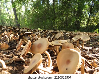 Mushrooms, Mendocino National Forest, Chico, CA. 2022