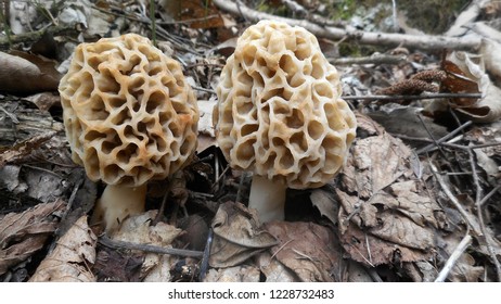 Mushrooms (Morchella Esculenta)